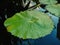 Beautiful green lotus leafs in the water pond.