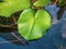 Beautiful green lotus leafs in the water pond