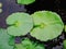 Beautiful green lotus leafs in the water pond.Oriental garden