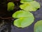 Beautiful green lotus or water lily leafs in the water pond