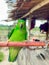 Beautiful green lovebird