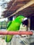 Beautiful green lovebird