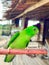 Beautiful green lovebird looking at the beauty of tropical nature