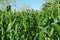 Beautiful green maize field corn,corn farm