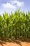 Beautiful green maize growing on the field