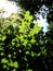 Beautiful green maple leaf tree in the summer sunny day with blue sky