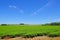 Beautiful green Mate tea plantation field in province Misiones, Argentina