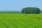 Beautiful green Mate tea plantation field in province Misiones, Argentina