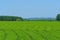 Beautiful green Mate tea plantation field in province Misiones, Argentina