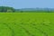 Beautiful green Mate tea plantation field in province Misiones, Argentina