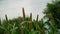 Beautiful green millet bud. Growing Bajra plant, blossom vegetative, tropical crop.