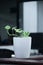 Beautiful green money plant with white pot to decor your room