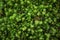 Beautiful green moss background with many tiny green star-shaped plants, forest floor, top view