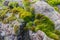 Beautiful green moss on granite stones, moss closeup. Bright vegetative background from moss for wallpaper.
