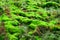 Beautiful green moss on the rock wall.