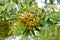 Beautiful green natural sour unripened round berries of mountain ash on a branch of a rowan tree with green leaves. The background