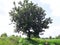 This is a beautiful  green neem tree azadirachta