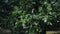 Beautiful green oak leaves in the foreground. Beautiful path in the forest. Walk in the summer forest.