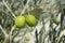 Beautiful green olive field macro over blue sky