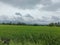 Beautiful green paddy field with nature
