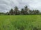 Beautiful green paddy field with nature