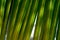 Beautiful green palm leaf closeup. Bright background. Coconut palm leaves on a warm summer day against the blue sky.