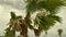 Beautiful green palm tree tops under storm clouds in tropical paradise. Exotic trees branches close-up in rural area in