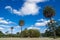 Beautiful green parklands with palm trees against clouds blue sky at the centennial park, Sydney, Australia.