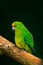 Beautiful green parrot Amazona bird in the forest habitat, sitting on the tree with green leaves, hidden in the forest, Costa Rica