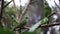 Beautiful green parrot birds on tree branch in bird park, Foz do Iguacu