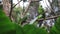 Beautiful green parrot birds on tree branch in bird park, Foz do Iguacu