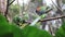 Beautiful green parrot birds on tree branch in bird park, Foz do Iguacu