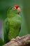 Beautiful green parrot Finsch\'s parakeet, Aratinga finschi, Costa Rica