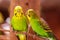 Beautiful green parrot love bird