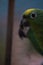 Beautiful green parrot in the metal cage