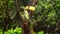 A beautiful green parrot pecks a corn swing. Tropical parrot eating