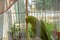 Beautiful Green Parrot Playing in Cage