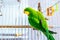 A beautiful green parrot is sitting on a cage, looking around