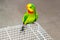 A beautiful green parrot is sitting on a cage, looking around