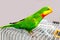 A beautiful green parrot is sitting on a cage, looking around