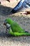 A beautiful green parrot walks along the gravel path.