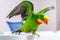 A beautiful green parrot walks on the board, flapping its wings