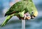 A beautiful green parrot who walks with his master on the beach, licking the fingers of those who want to caress him, savoring the