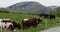 Beautiful green pastures near a farm where cows graze.