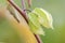 Beautiful green physalis ripening as home grown healthy fruit with filigree veins of the green physalis shell shows translucent or