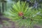 Beautiful, green pine or cedar branch with buds, needles, needles