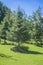 Beautiful green pine tree in the middle of green grass with back chair and trees