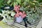 Beautiful green and pink fittonia plants in pots with watering can and working tools