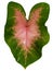 Beautiful green pink leaf of Caladiums plants
