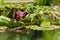 Beautiful Green Pink Lily Pad Flowers in Outdoor Park Pond Nature Closeup Relaxing